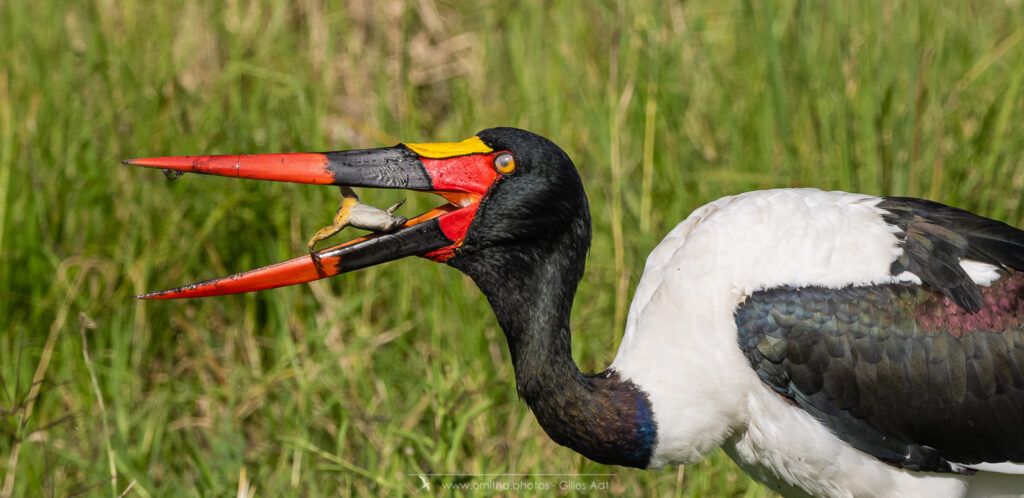 le Jabiru d'Afrique et sa proie