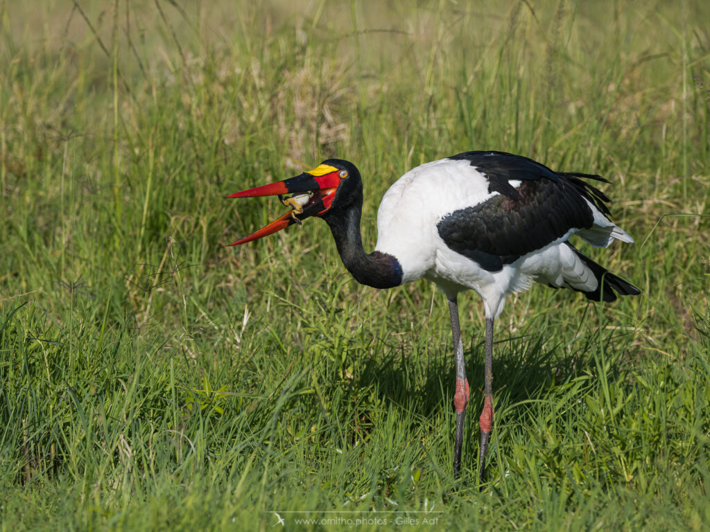 le Jabiru d'Afrique et sa proie