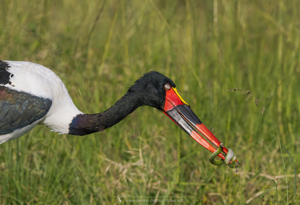 le Jabiru d'Afrique et sa proie