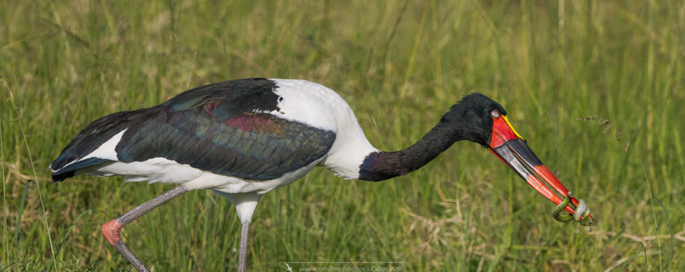 le Jabiru d'Afrique et sa proie