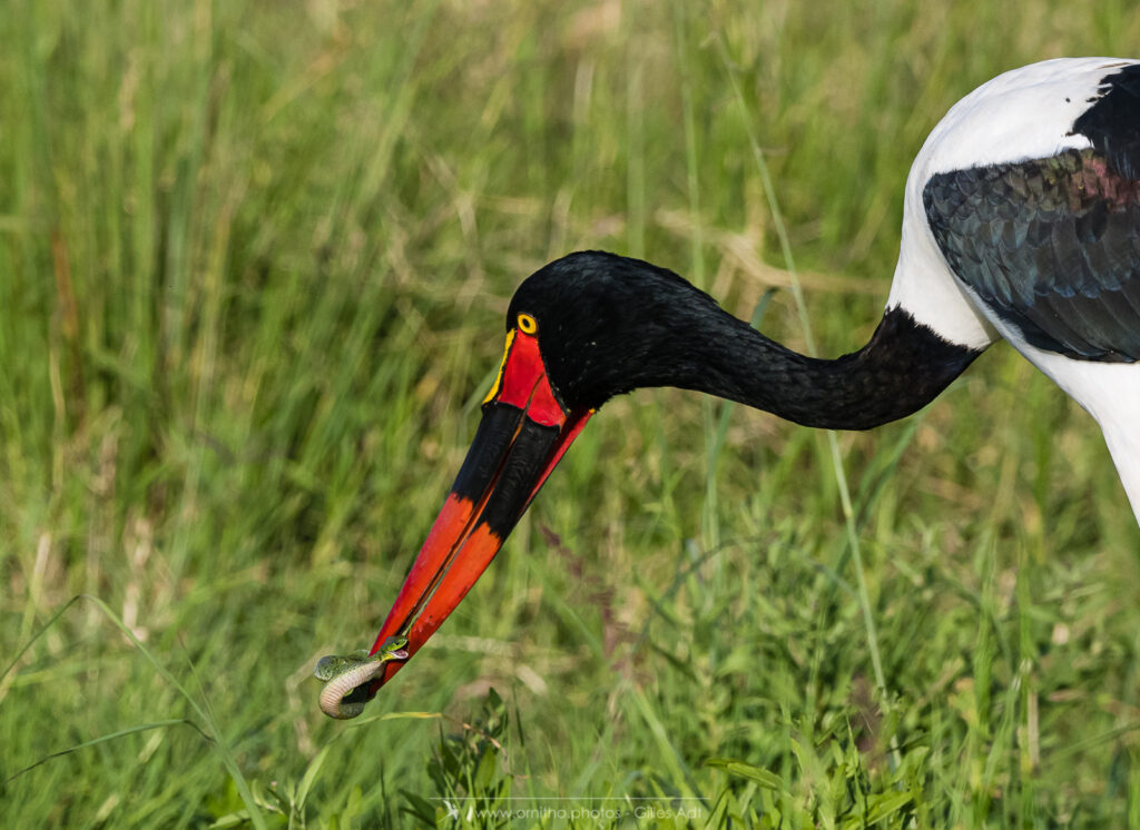 le Jabiru d'Afrique et sa proie