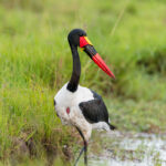 le Jabiru d'Afrique