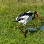 le Jabiru d'Afrique