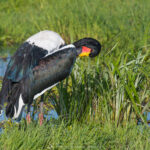 le Jabiru d'Afrique