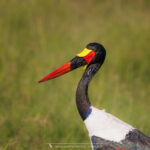 le Jabiru d'Afrique