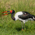 le Jabiru d'Afrique