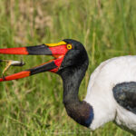 le Jabiru d'Afrique