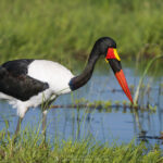 le Jabiru d'Afrique