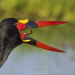 le Jabiru d'Afrique