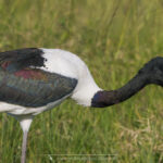 le Jabiru d'Afrique