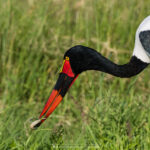 le Jabiru d'Afrique