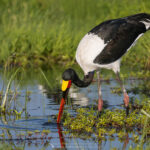 le Jabiru d'Afrique