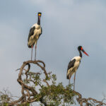 le Jabiru d'Afrique