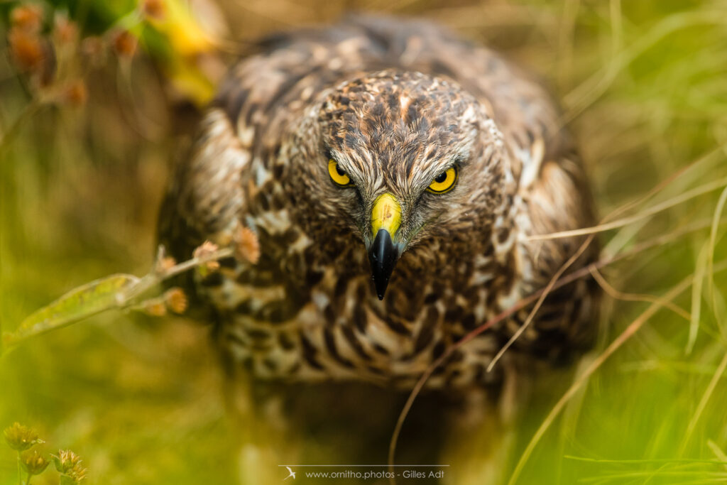 les yeux des papangues