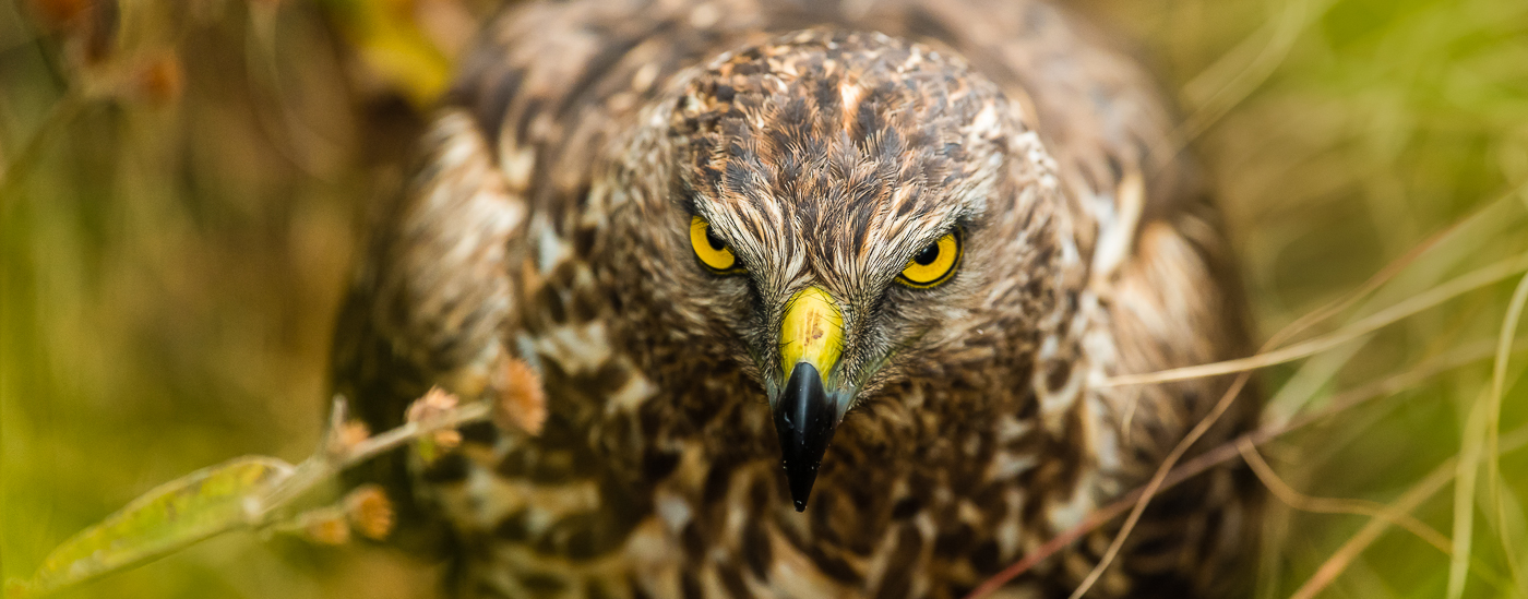 les yeux des papangues