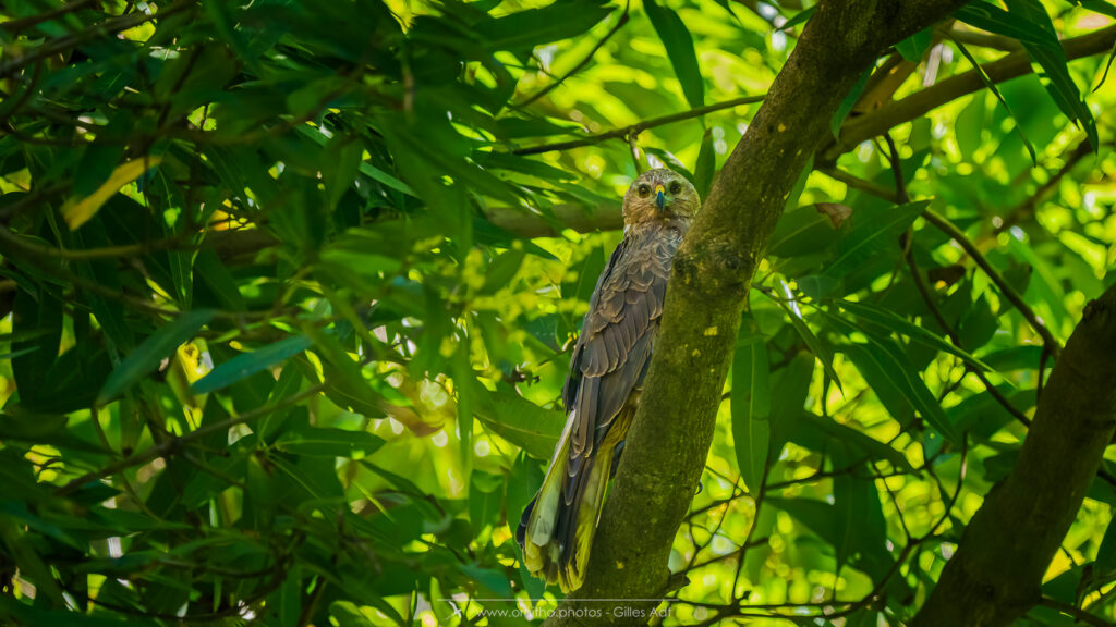 madame Papangue joue à cache-cache