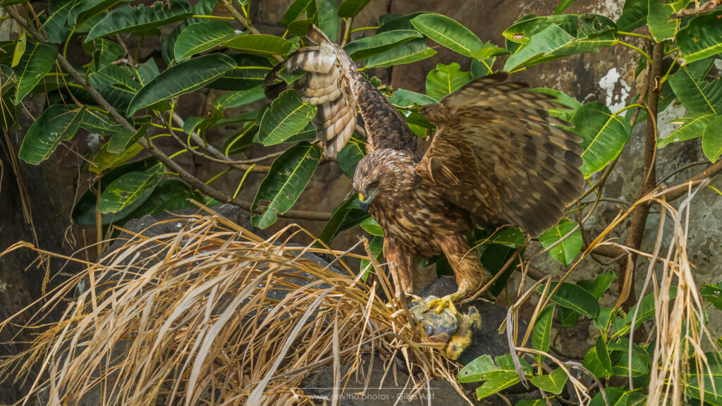 dame Papangue tenant un poussin de pigeon