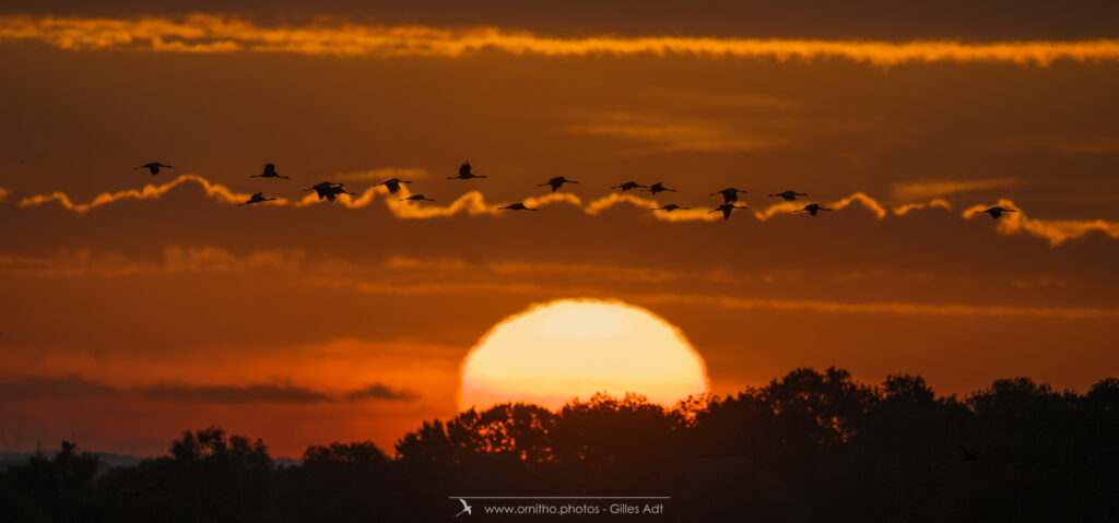 lever du jour pour les Grues du lac du Der