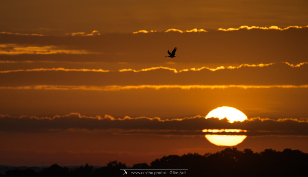 vol d'une grue cendrée et le soleil