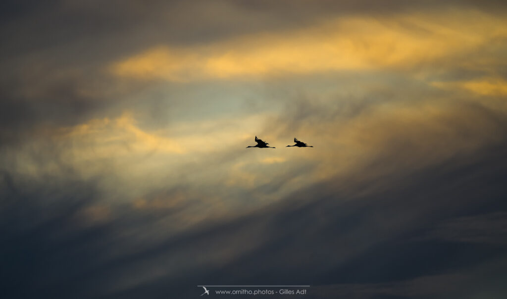 ciel magique avec les grues cendrées