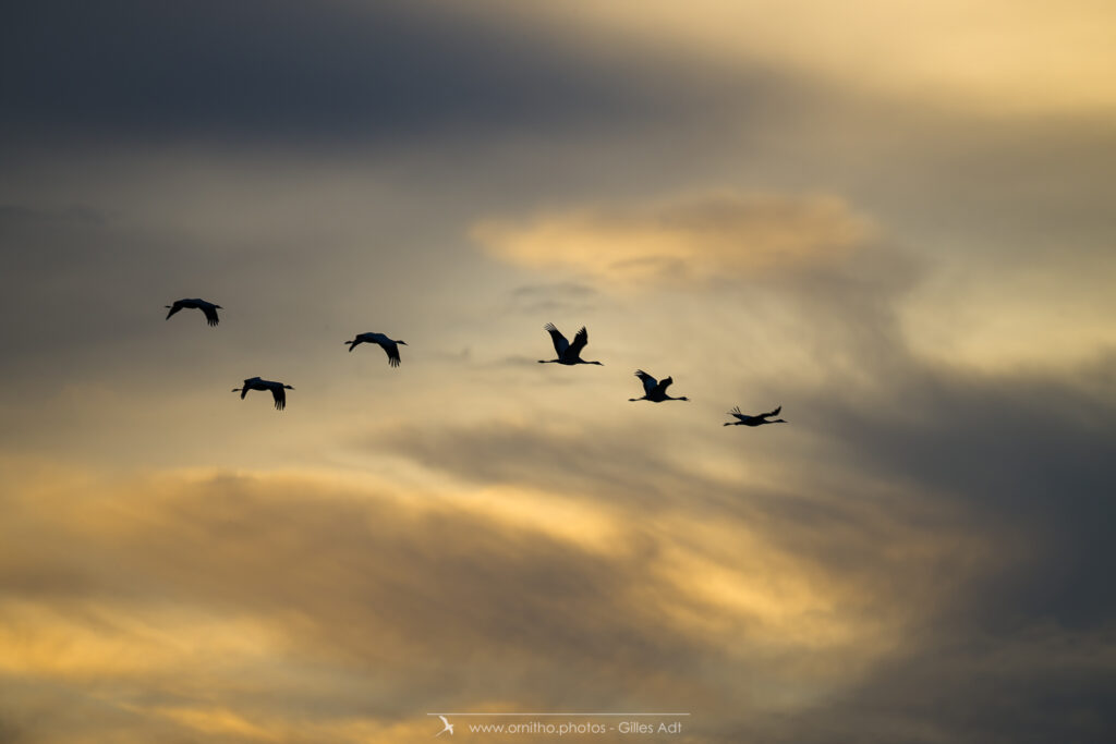 ciel magique avec les grues cendrées