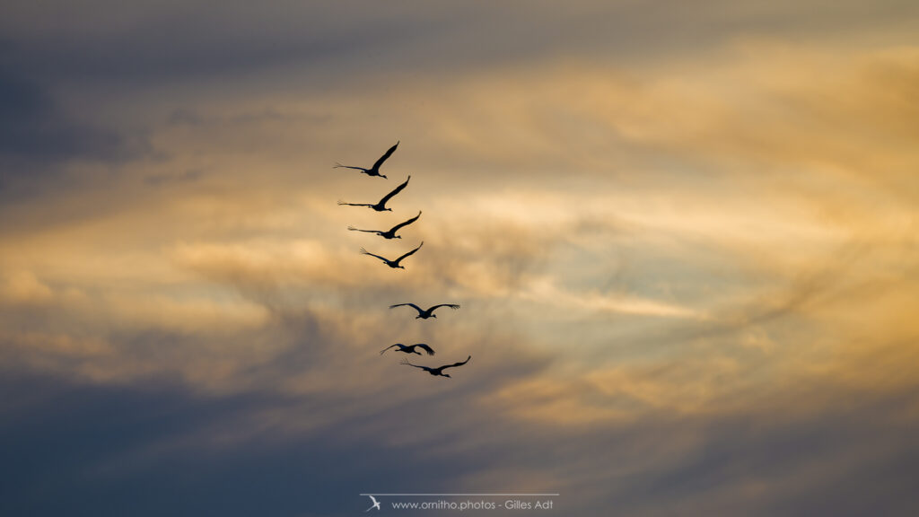 ciel magique avec les grues cendrées