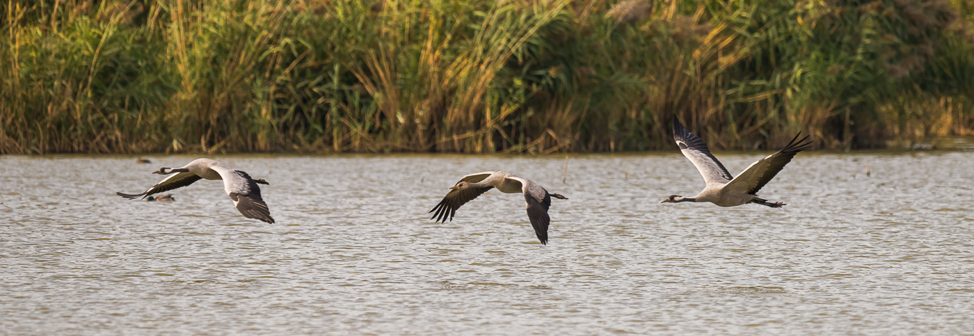 les grues cendrées
