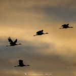 ciel magique avec les grues cendrées