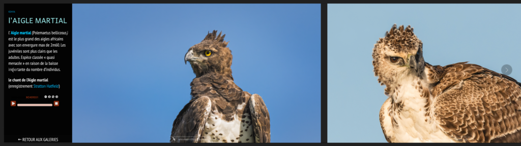 la galerie Aigle martial