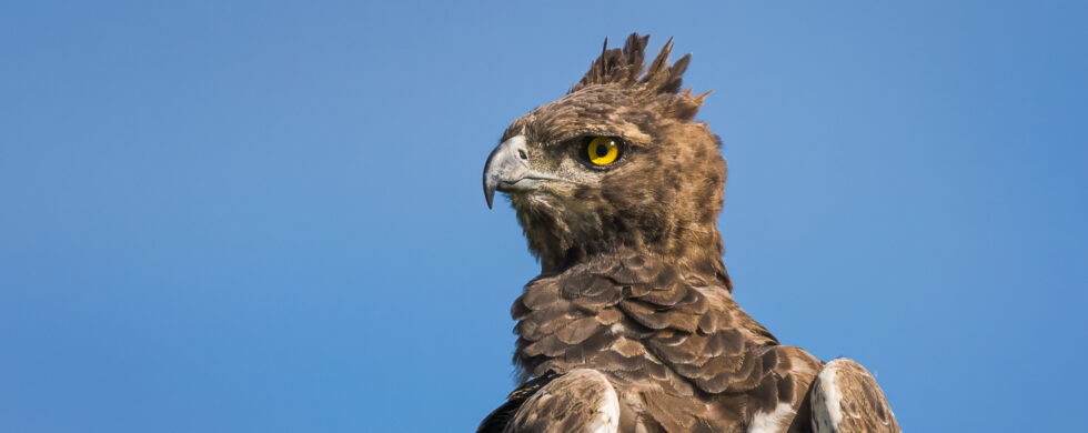 l'Aigle martial