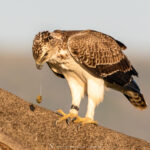 l'Aigle martial
