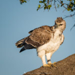 l'Aigle martial