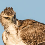 l'Aigle martial