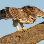 l'Aigle martial