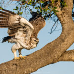 l'Aigle martial