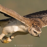 l'Aigle martial