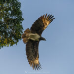 l'Aigle martial