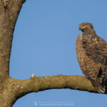 l'Aigle martial