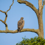 l'Aigle martial