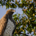 l'Aigle martial