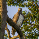 l'Aigle martial