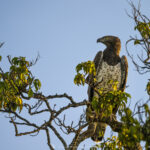 l'Aigle martial