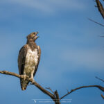 l'Aigle martial