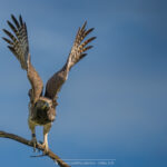 l'Aigle martial