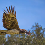 l'Aigle martial