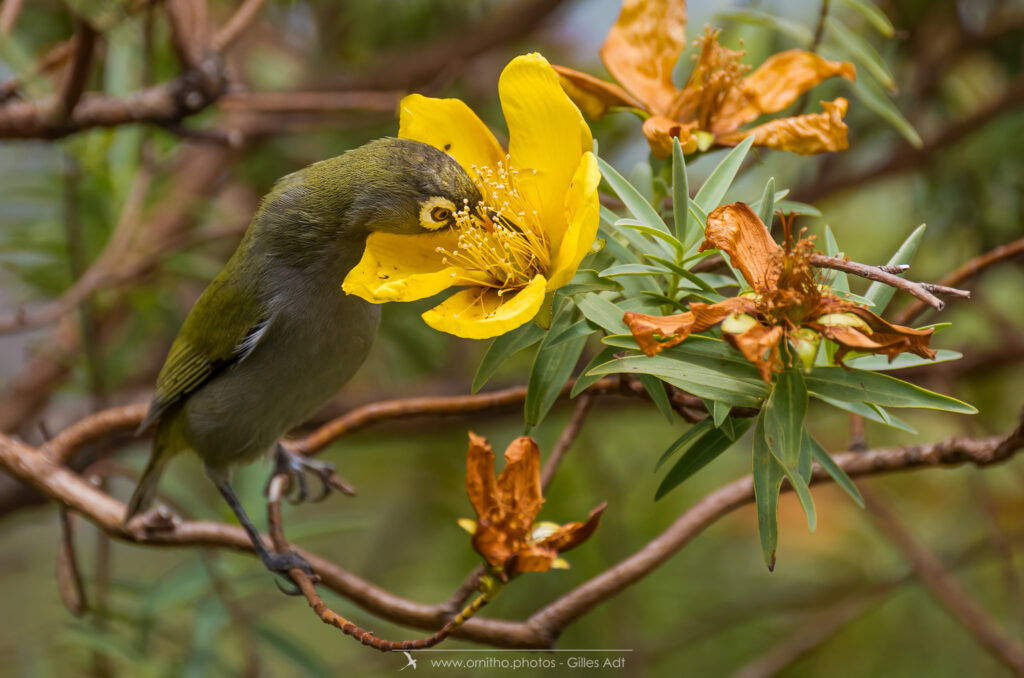 oiseau de la Réunion : le Zostérops vert