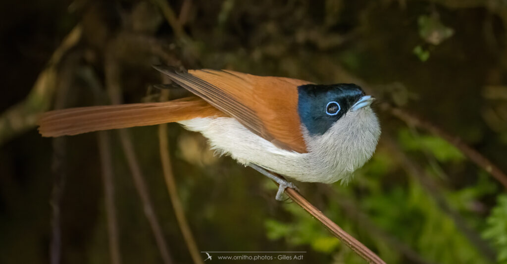 oiseau de la Réunion : le Terpsiphone de Bourbon