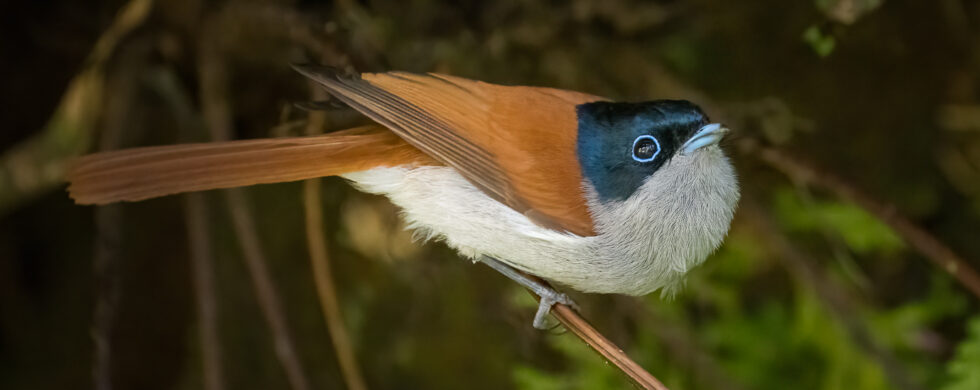 oiseau de la Réunion : le Terpsiphone de Bourbon