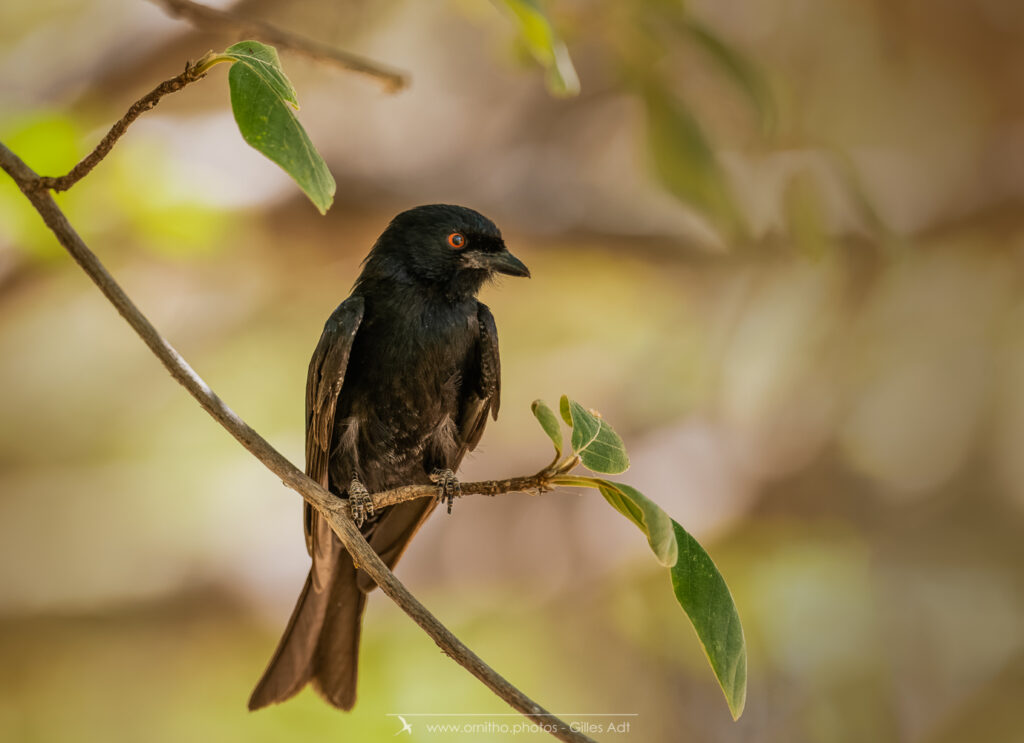 le Drongo brillant