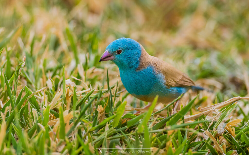 Cordonbleu cyanocéphale